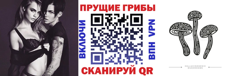 Галлюциногенные грибы Psilocybine cubensis  Купить  Приморск 